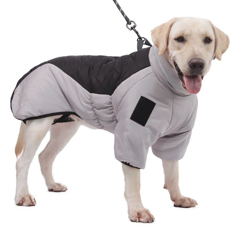 Large dog in padded winter coat