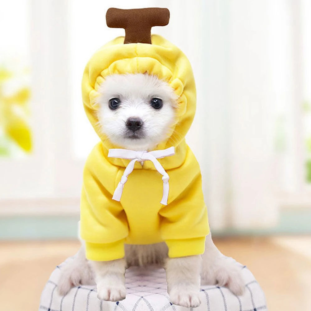 Small dog wearing a fruit fleece hoodie