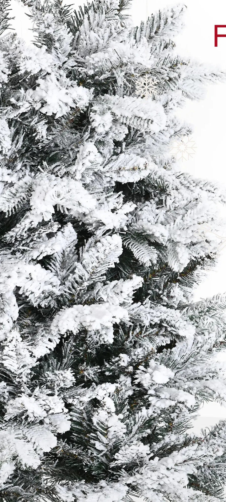 Tall snow-flocked deodar pine tree